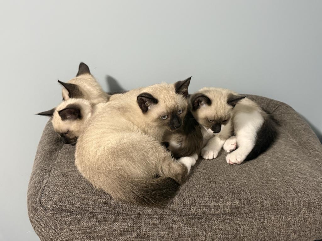 Siamese Kittens photo 9