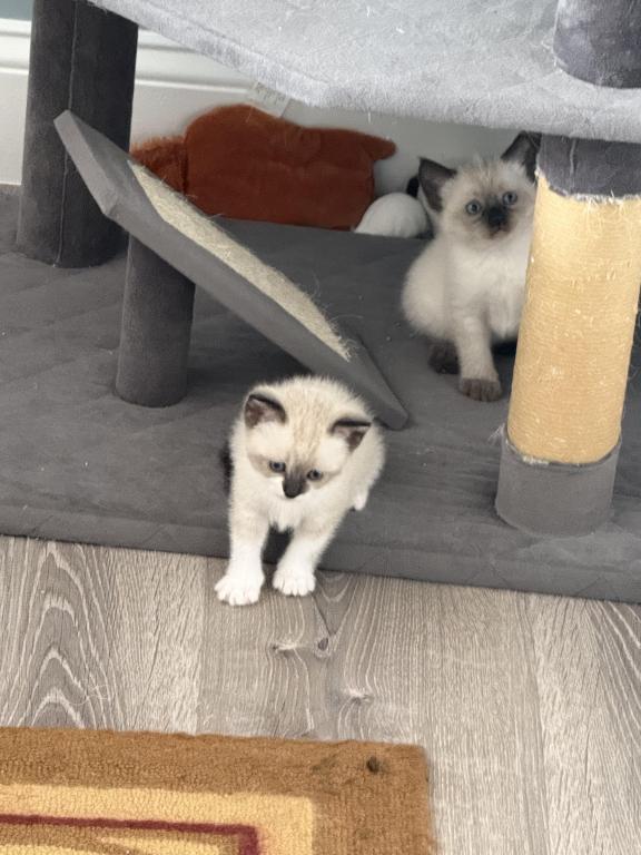 Siamese Kittens photo 14