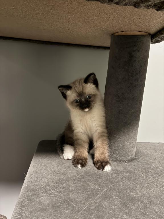 Siamese Kittens photo 13