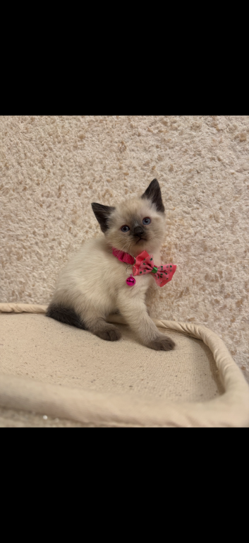 Siamese Kittens photo 7