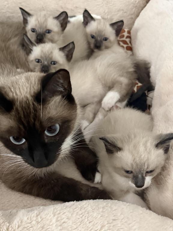 Siamese Kittens photo 17