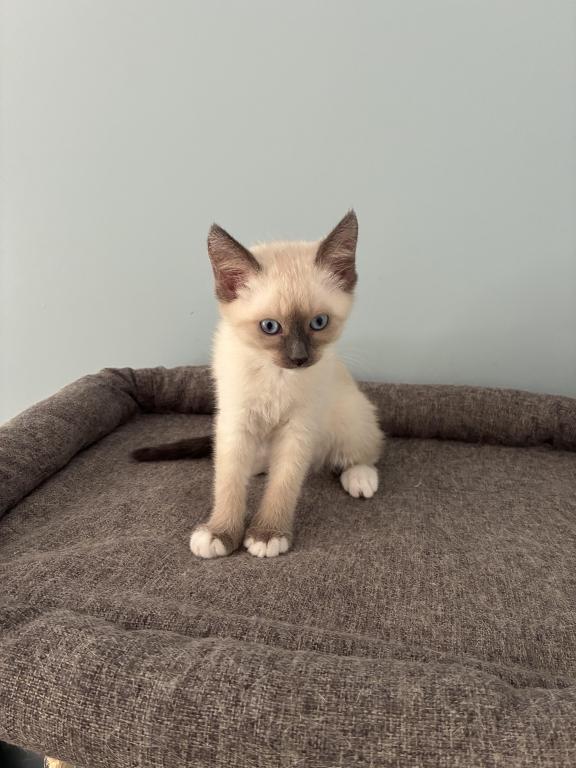 Siamese Kittens photo 1