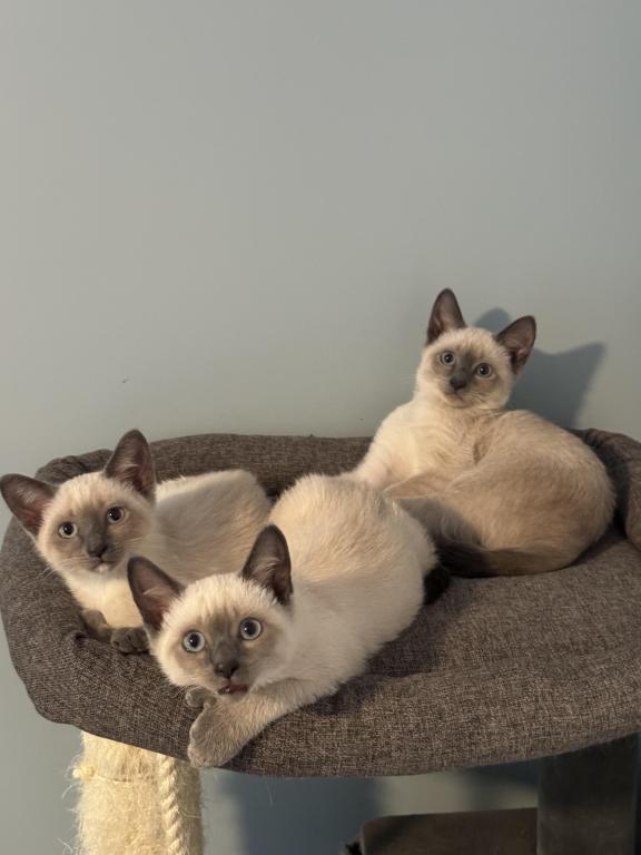 Siamese Kittens photo 15
