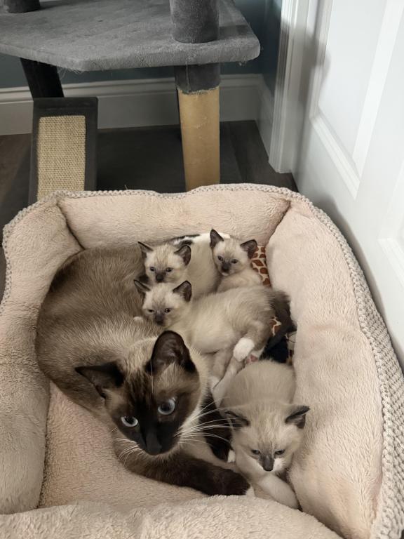 Siamese Kittens photo 14