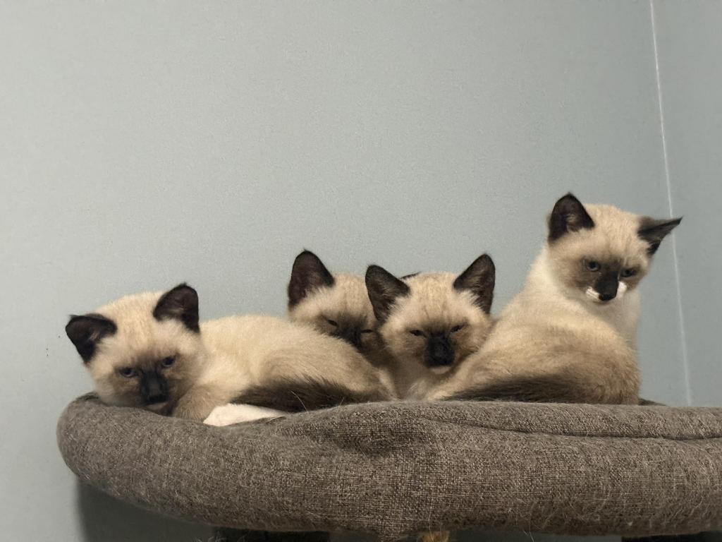 Siamese Kittens