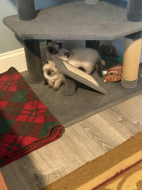 Siamese Kittens photo 2
