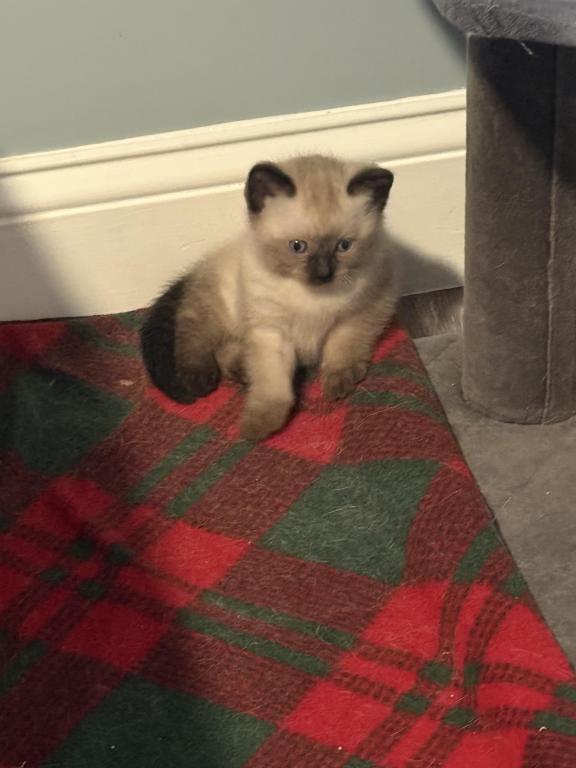Siamese Kittens photo 3