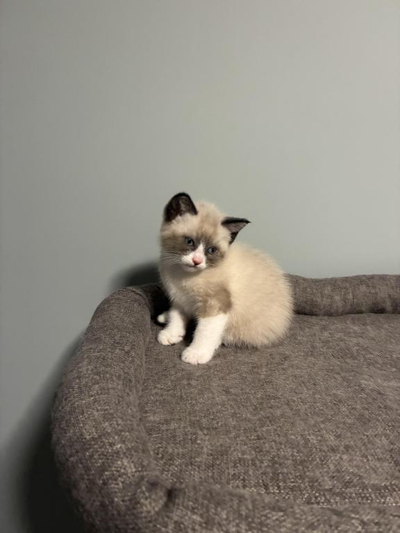 Siamese Kittens photo 12