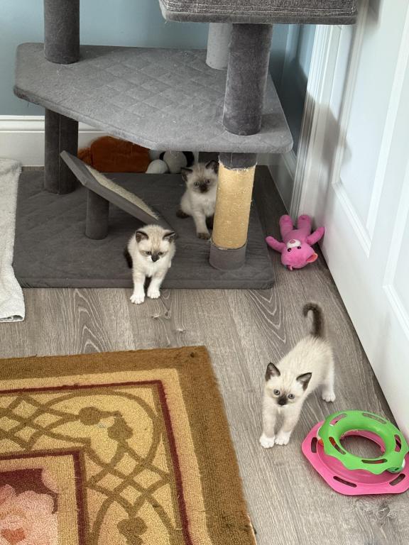 Siamese Kittens photo 4