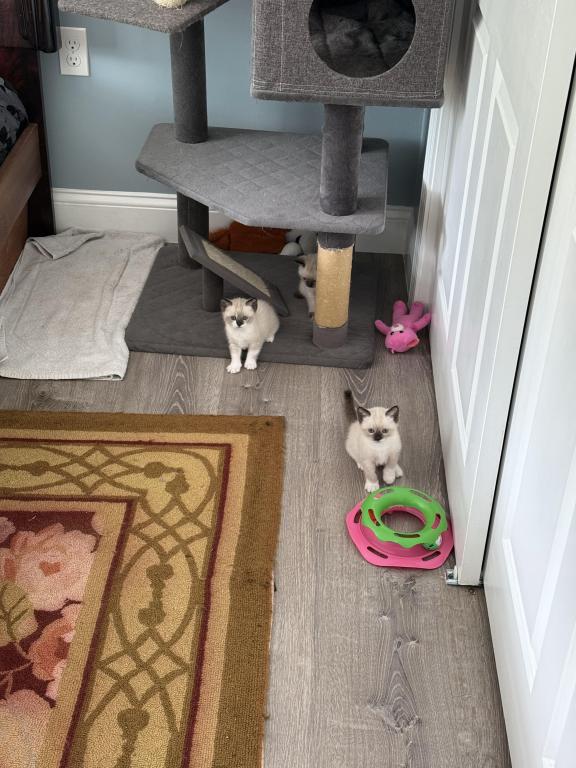 Siamese Kittens photo 5