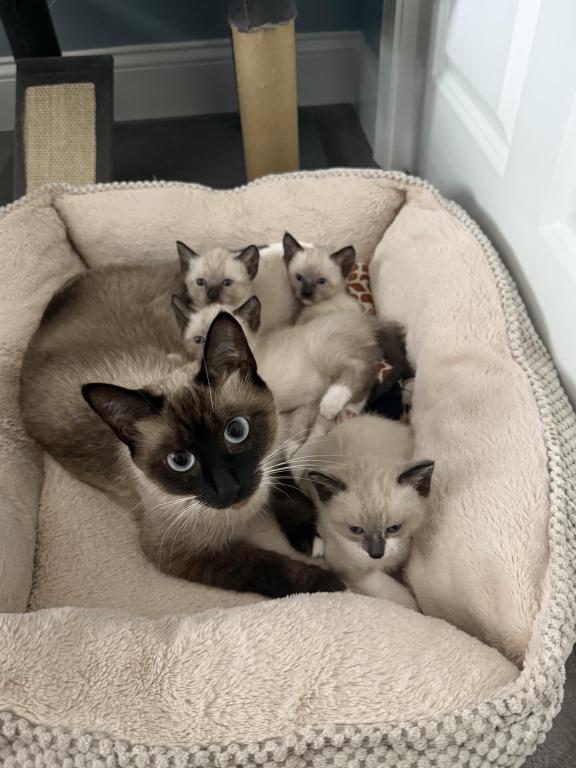 Siamese Kittens photo 15