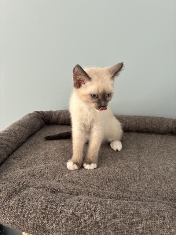 Siamese Kittens photo 9