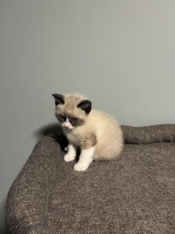 Siamese Kittens photo 11