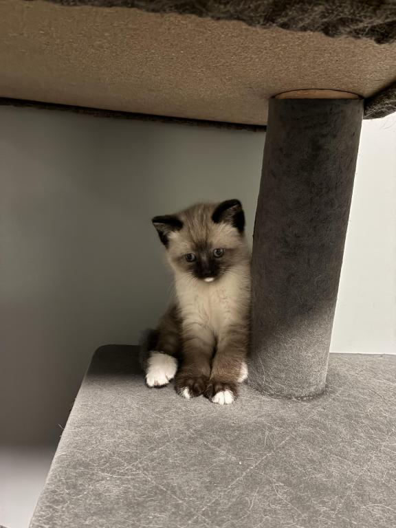 Siamese Kittens photo 10