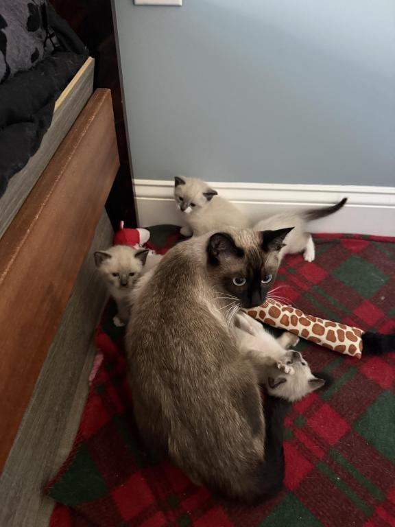 Siamese Kittens photo 11