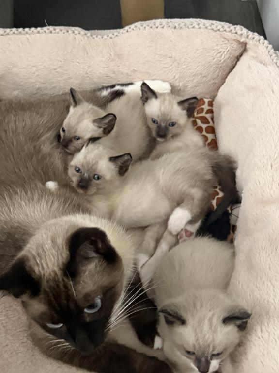 Siamese Kittens photo 19