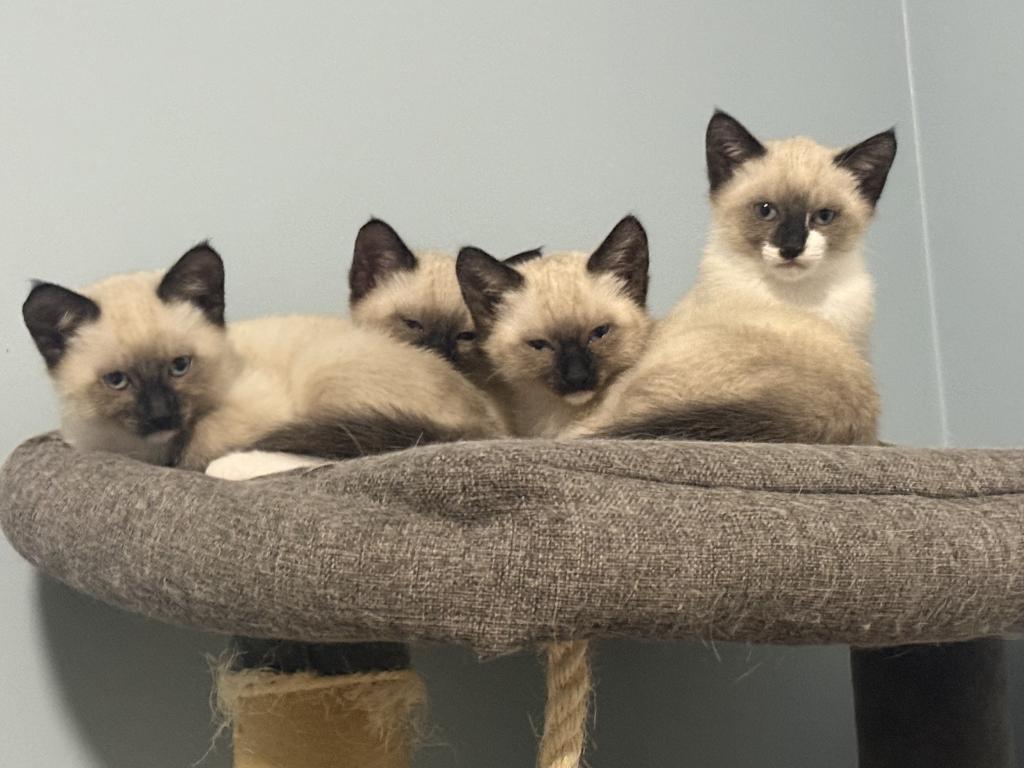 Siamese Kittens photo 10