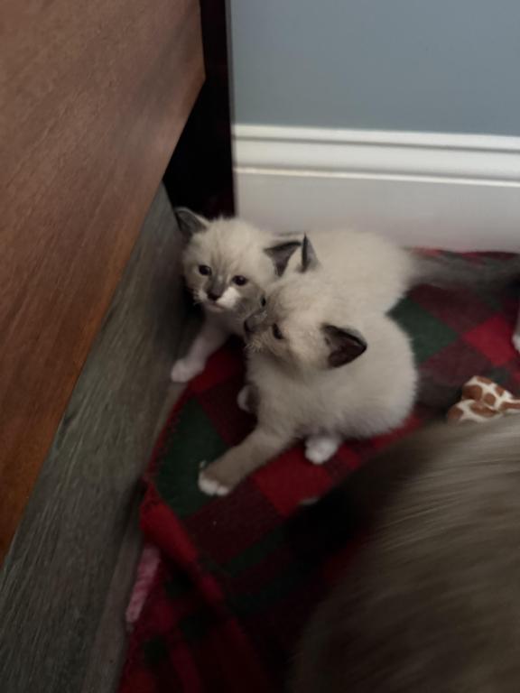 Siamese Kittens photo 13
