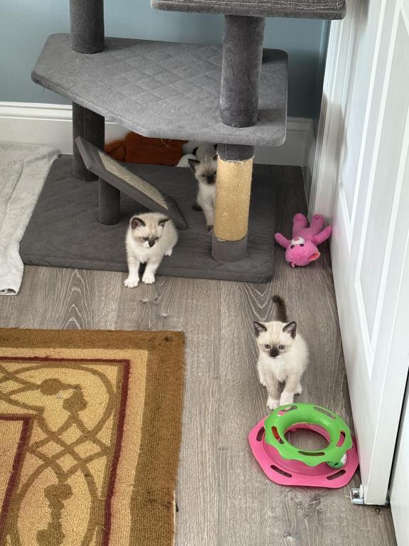Siamese Kittens photo 6
