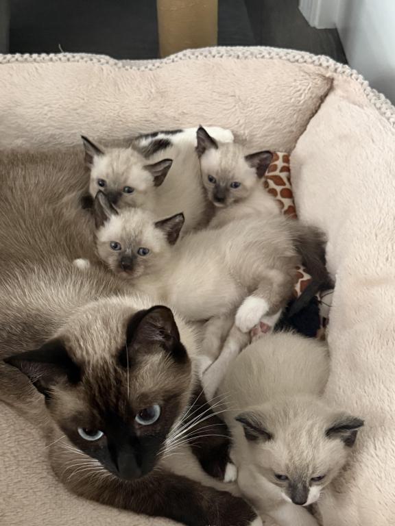 Siamese Kittens photo 18