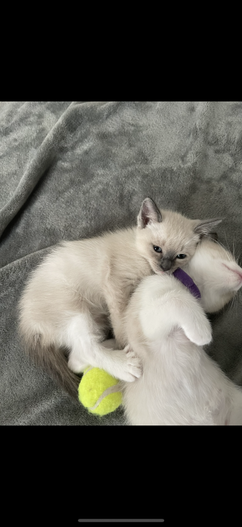 Siamese Kittens photo 8