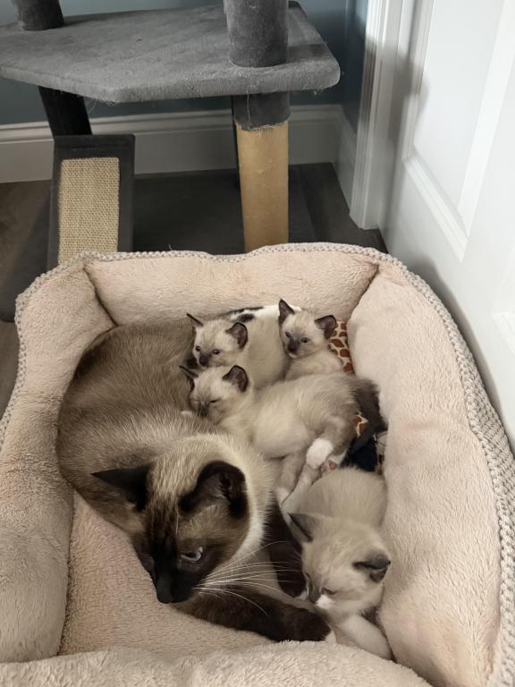 Siamese Kittens photo 16