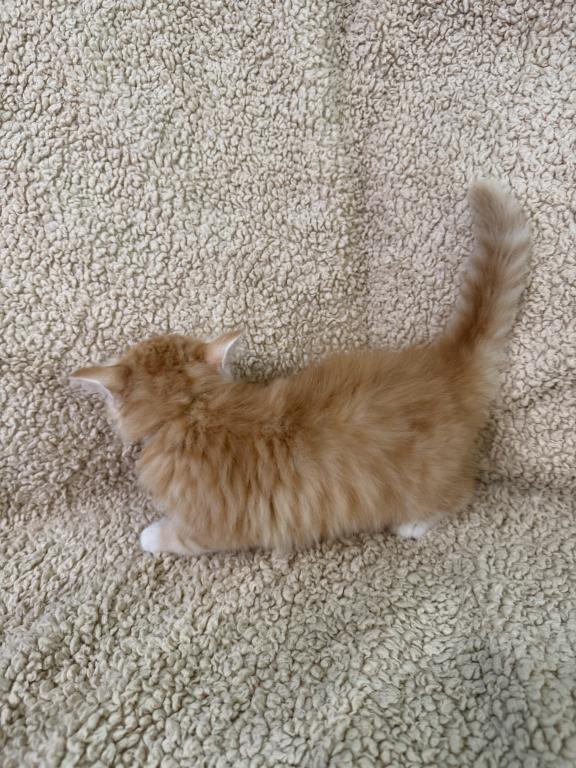 Red Amber Mackerel Tabby White Lime Male Kitten photo 2