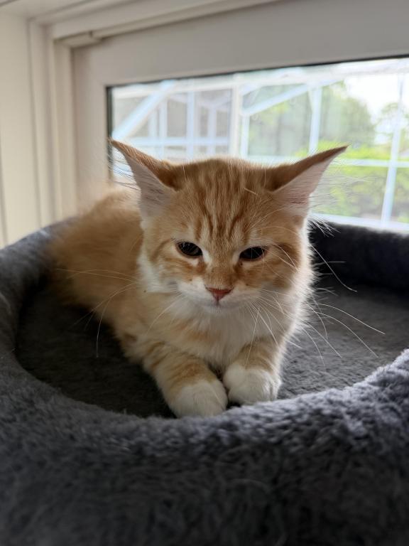 Red Amber Mackerel Tabby White Lime Male Kitten photo 1
