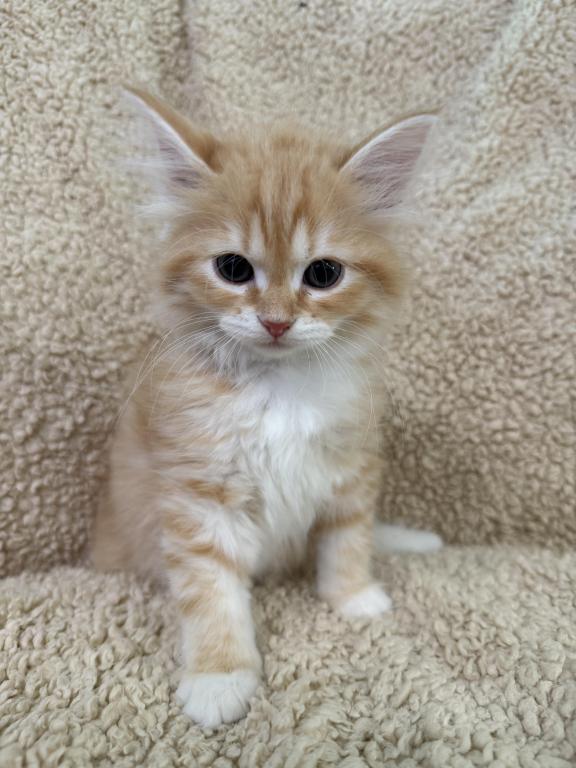 Red Amber Mackerel Tabby White Lime Male Kitten