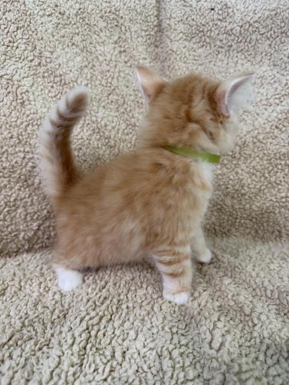 Red Amber Mackerel Tabby White Lime Male Kitten photo 3