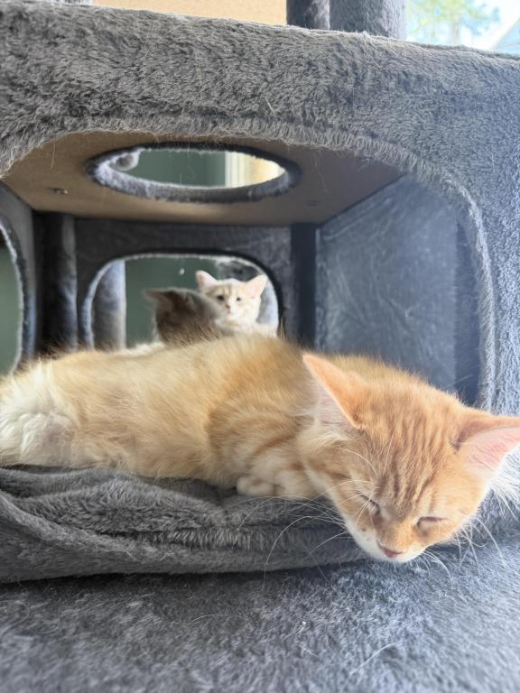 Red Amber Mackerel Tabby White Lime Male Kitten photo 2