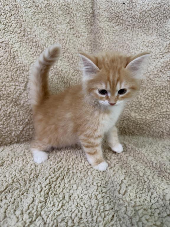 Red Amber Mackerel Tabby White Lime Male Kitten photo 4