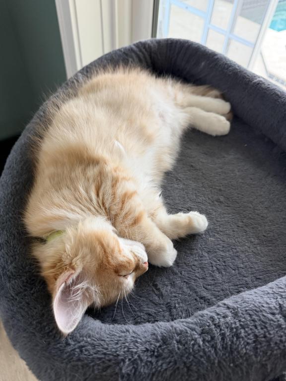 Red Amber Mackerel Tabby White Lime Male Kitten photo 3