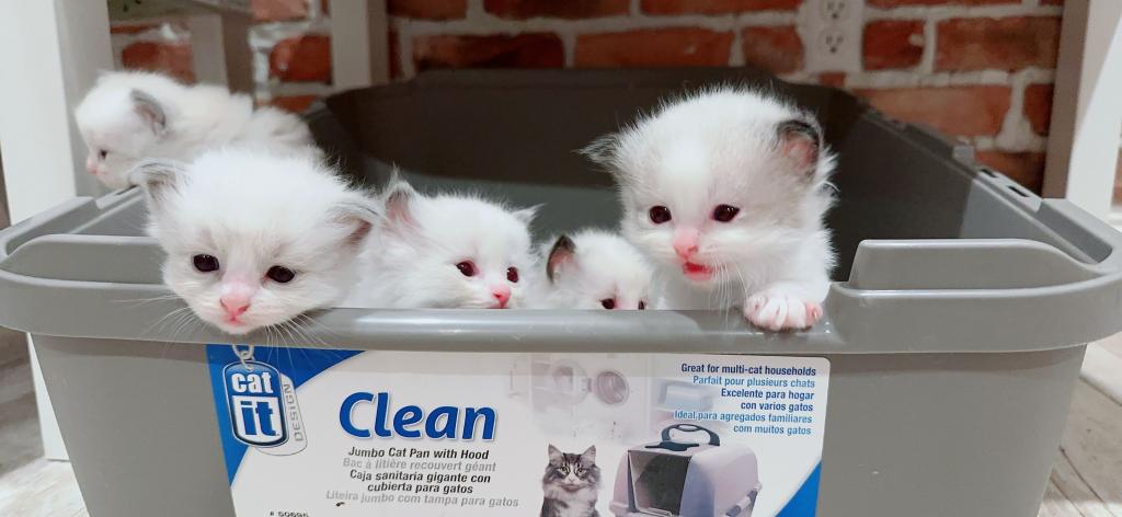 Ragdoll Kittens Reservation
