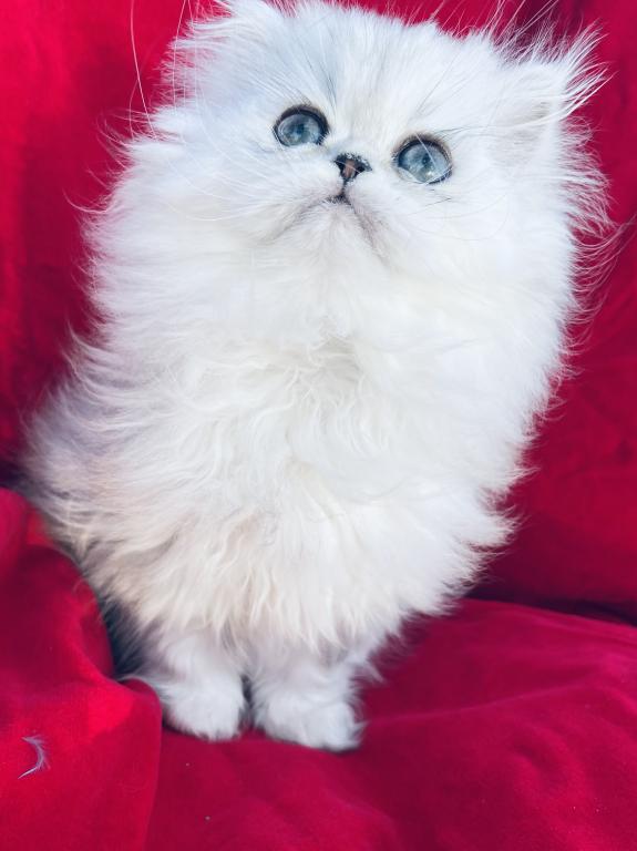 Beautifull Doll Face Chinchilla Silver Persians photo 10