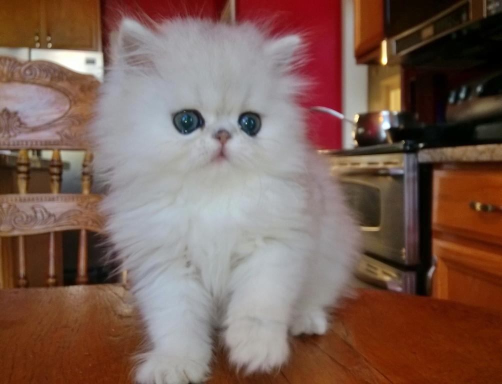 Beautifull Doll Face Chinchilla Silver Persians photo 6