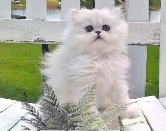 Beautifull Doll Face Chinchilla Silver Persians photo 3
