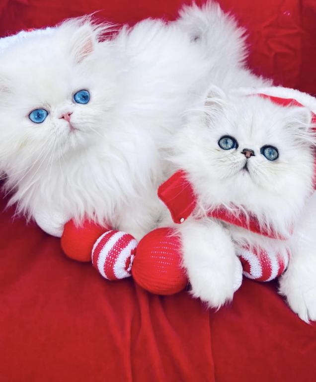 Beautifull Doll Face Chinchilla Silver Persians