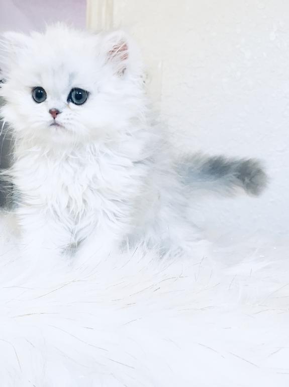 Beautifull Doll Face Chinchilla Silver Persians photo 16