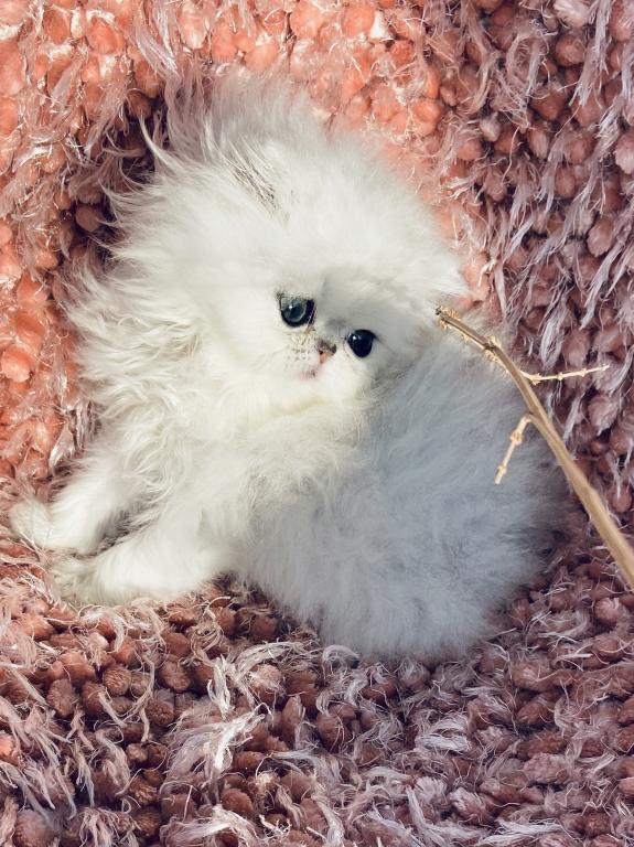 Beautifull Doll Face Chinchilla Silver Persians photo 8