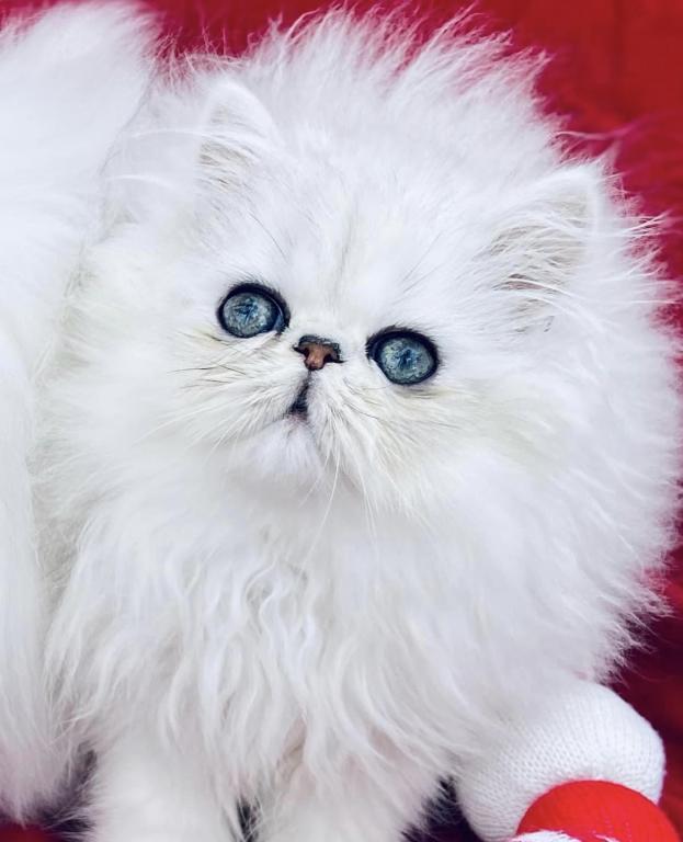 Beautifull Doll Face Chinchilla Silver Persians photo 14