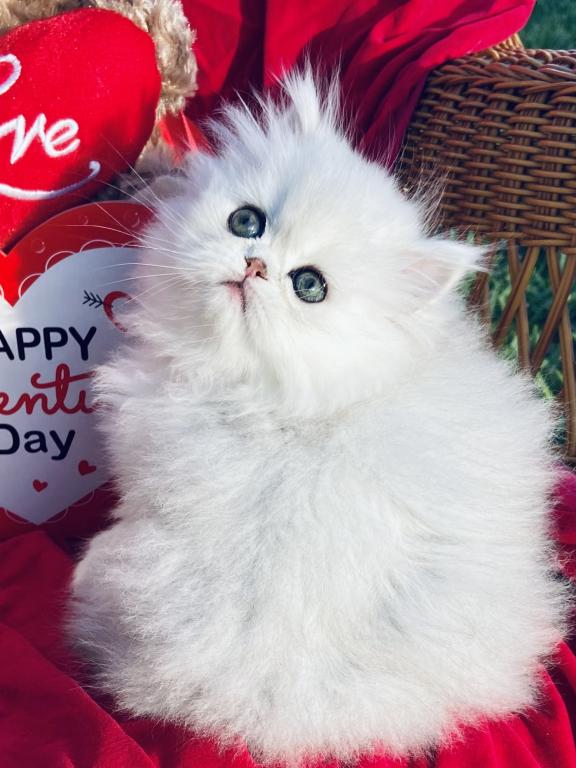 Beautifull Doll Face Chinchilla Silver Persians photo 13