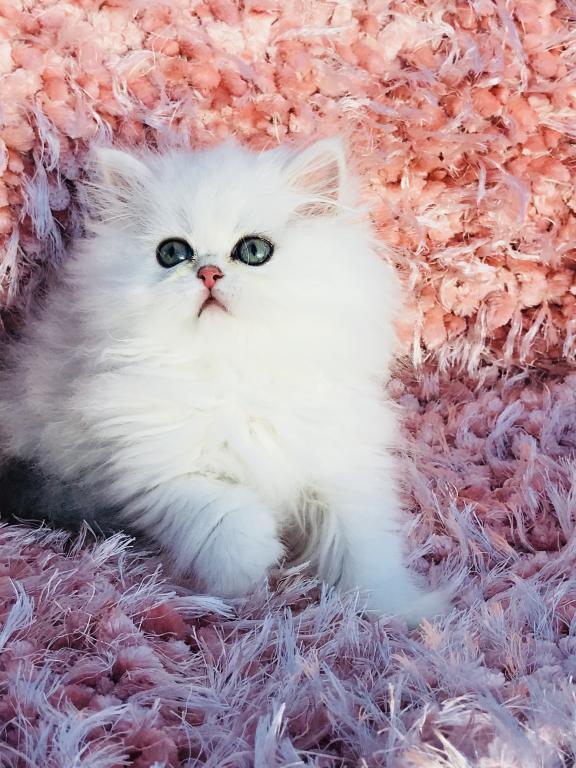 Beautifull Doll Face Chinchilla Silver Persians photo 9
