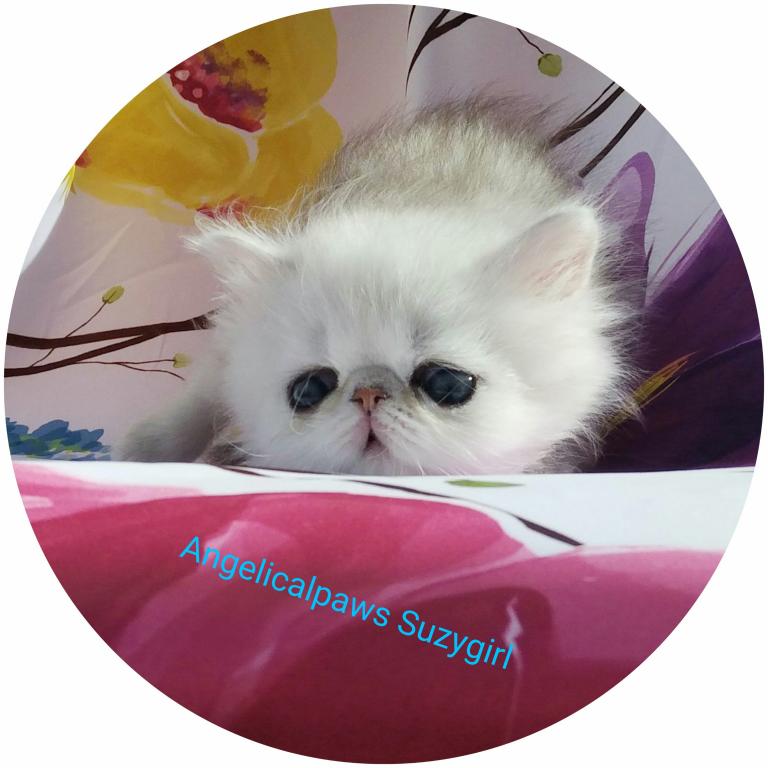 Beautifull Doll Face Chinchilla Silver Persians photo 4