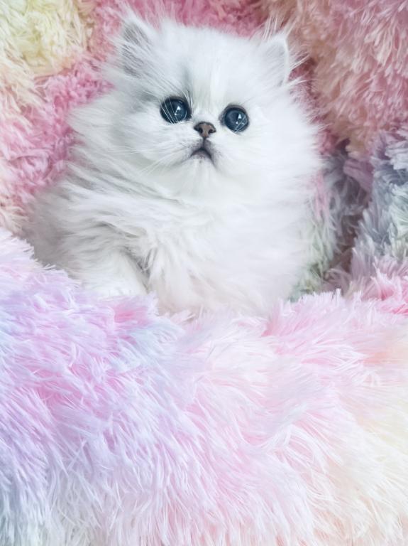 Beautifull Doll Face Chinchilla Silver Persians photo 15