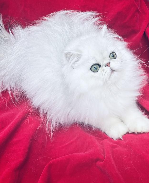 Beautifull Doll Face Chinchilla Silver Persians photo 11