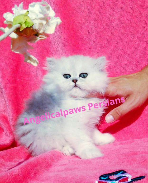 Beautifull Doll Face Chinchilla Silver Persians photo 2