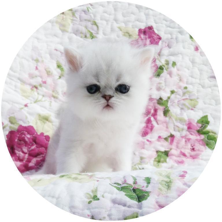 Beautifull Doll Face Chinchilla Silver Persians photo 5