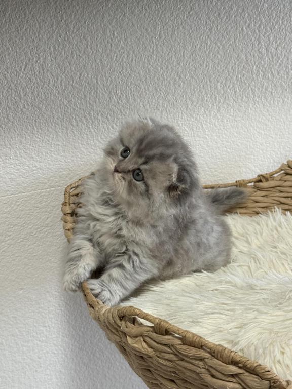 Mr Marble Scottish Fold photo 4