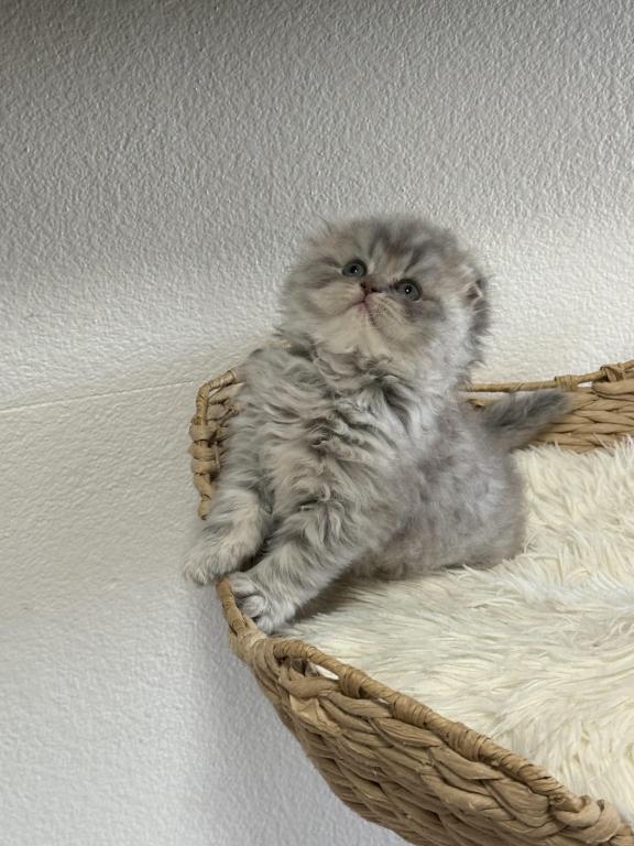 Mr Marble Scottish Fold photo 2